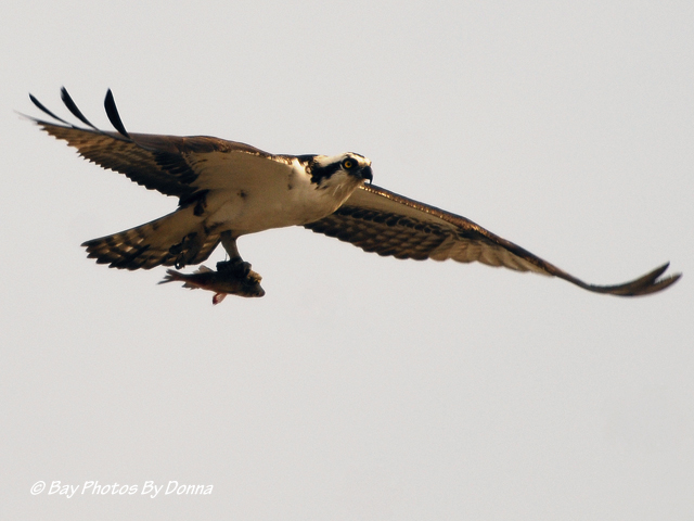 Male Osprey