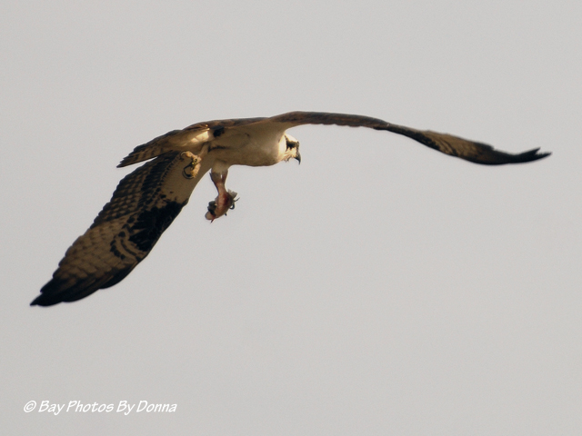 Off to circle around again to try to get me to leave. Geez, what about all the cars zooming below?!!