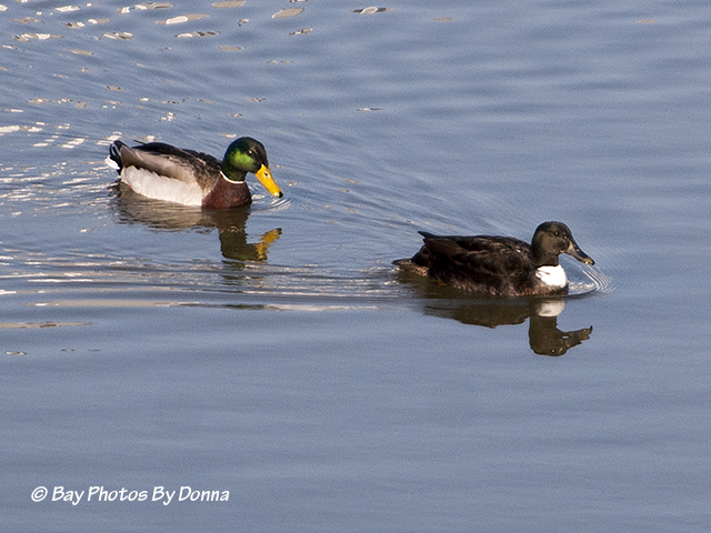 Regular Mallard and Duclair Mallard