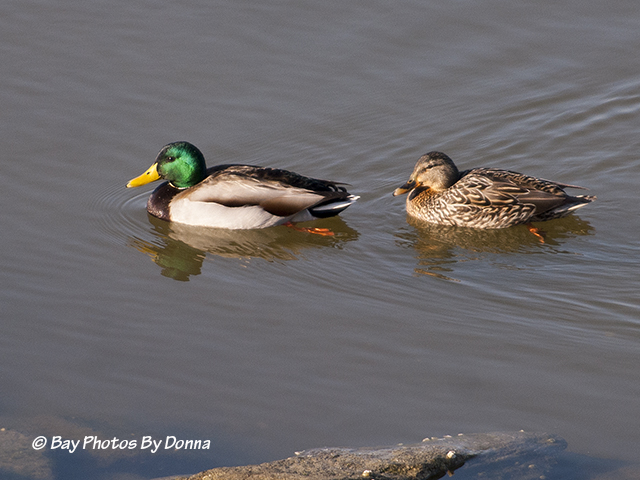 Male and Female Mallard