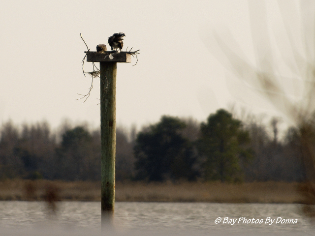 Osprey Pair at Osprey Point along Rt. 18, Grasonville