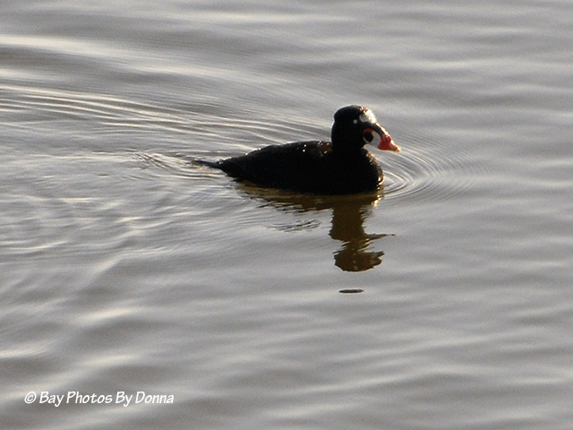 Surf Scoter