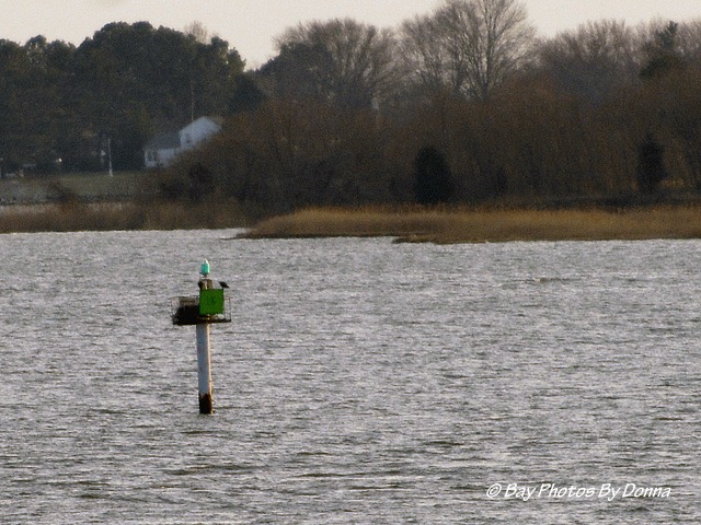 Osprey on Prospect Bay Channel Marker