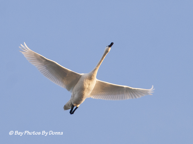Tundra Swan