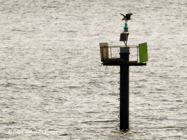 Osprey on Kent Narrows South Entrance Channel Marker