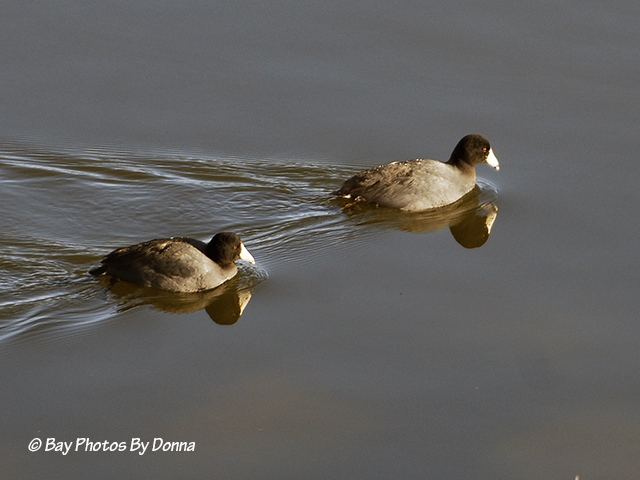 American Coots