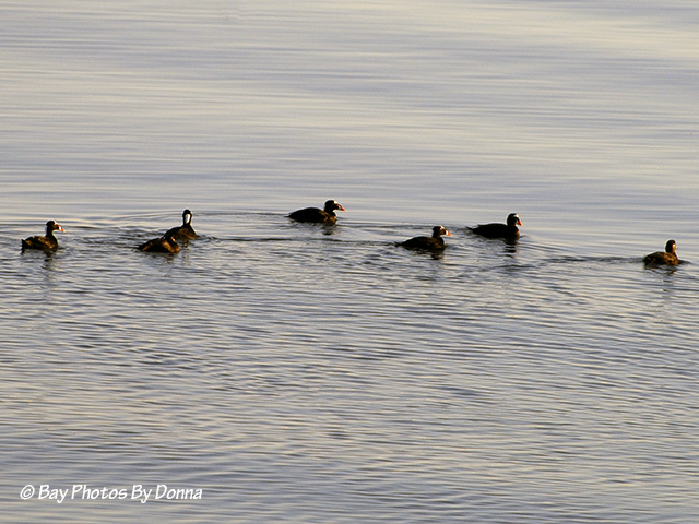 Surf Scoters