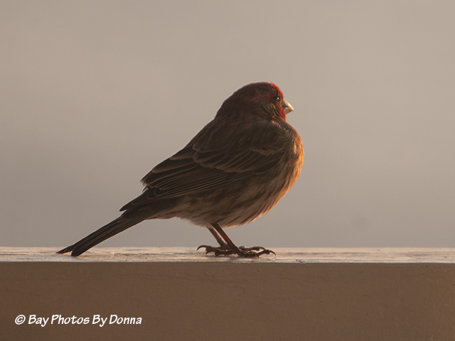 House Finch enjoying the last of the day's rays