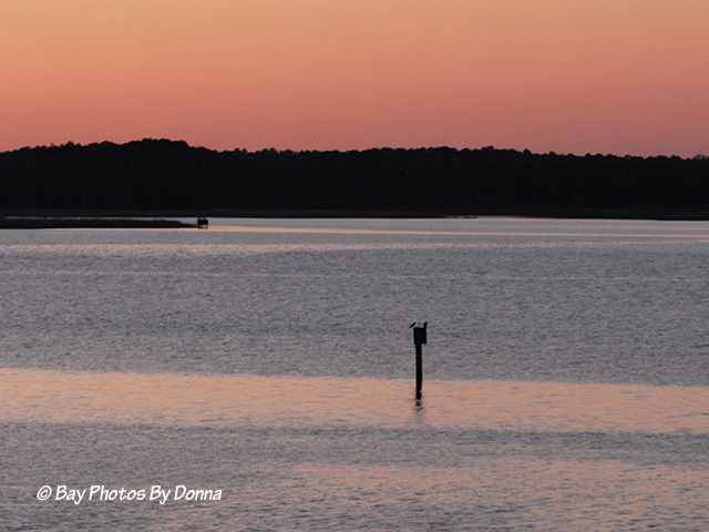Osprey Pair on Lippincott's Channel Marker #3 3-15-13