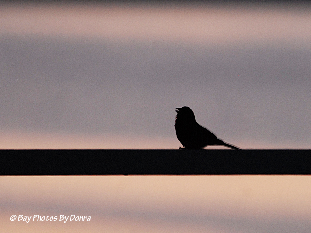 House Finch singing at sunrise