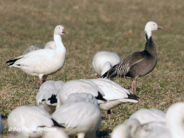 Snow Geese and Blue Goose