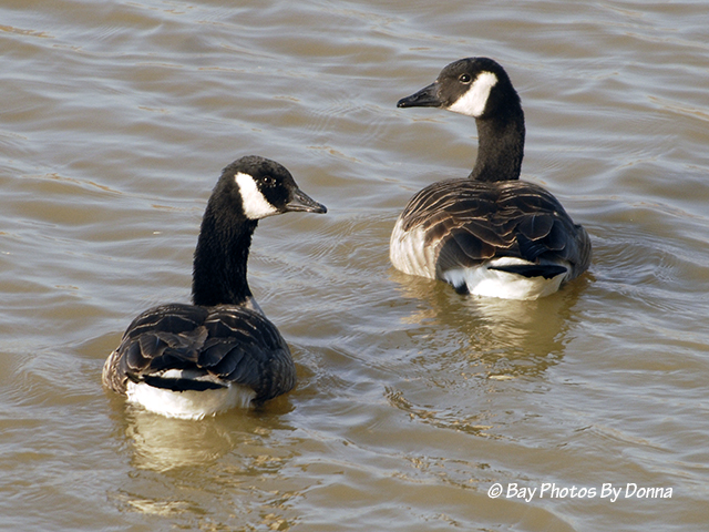 Canada Geese