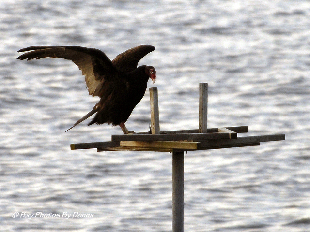 Turkey Vulture