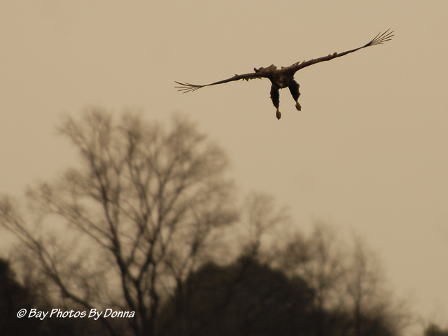 Juvenile American Bald Eagle