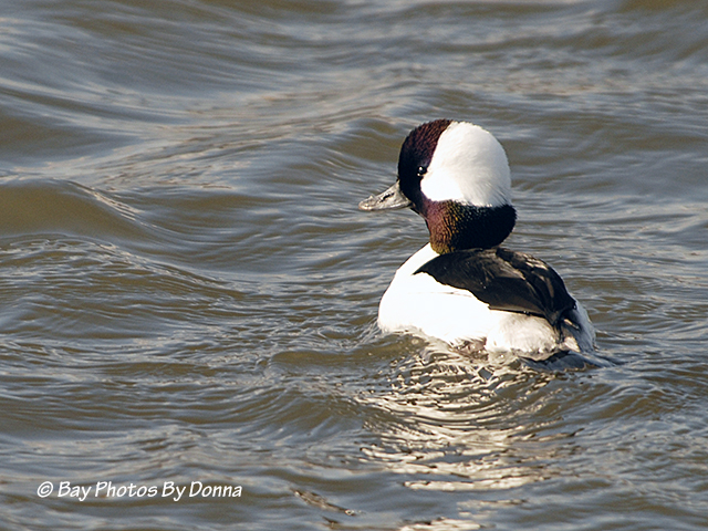 Bufflehead