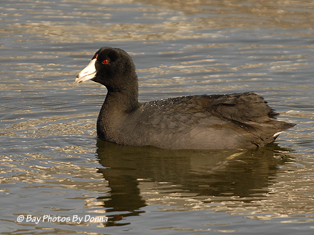 American Coot