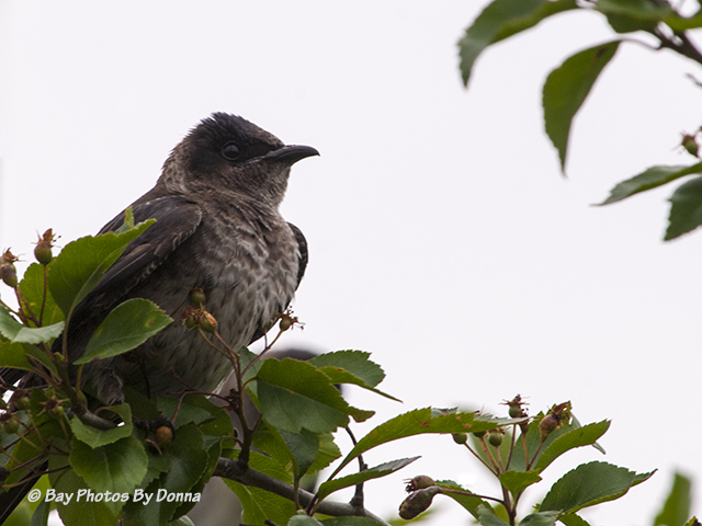 Female Purple Martin