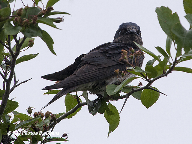 Female Purple Martin