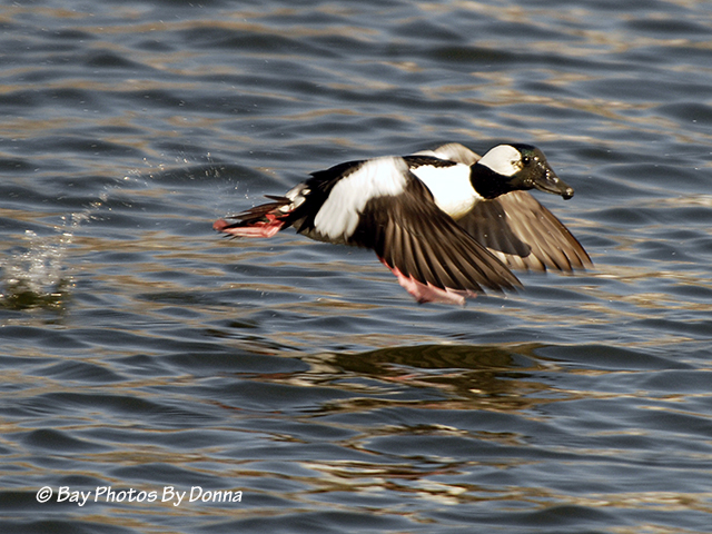 Bufflehead