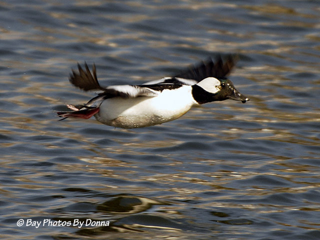 Bufflehead