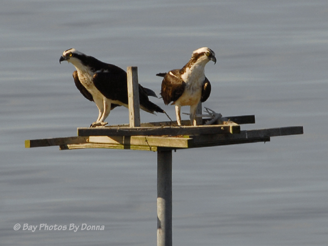 Male Osprey looking at sticks he knocked off while trying to arrange them.