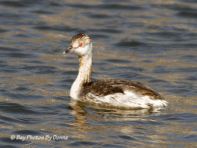Horned Grebe