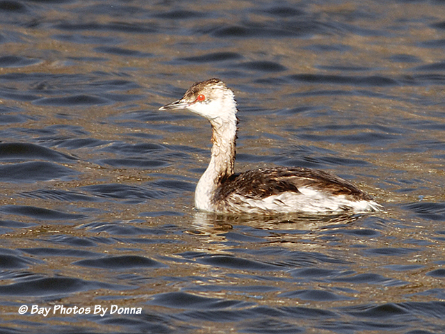 Horned Grebe
