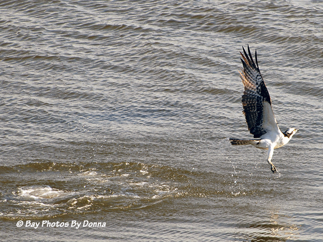 This Osprey wasn't so lucky this time.
