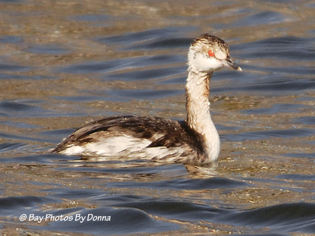 Horned Grebe
