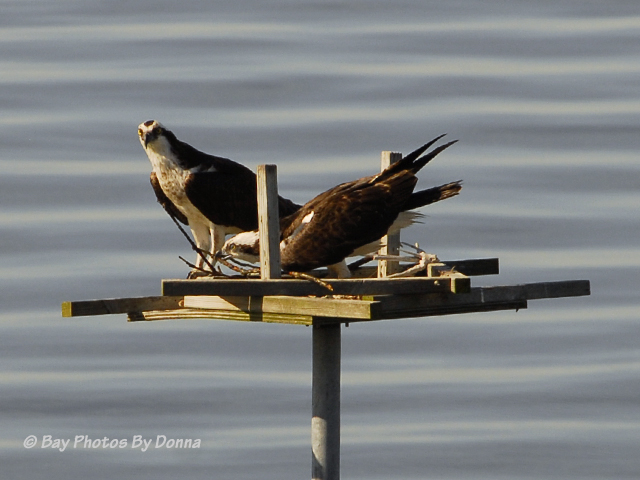 Placing stick in front of female as a gesture of bonding.
