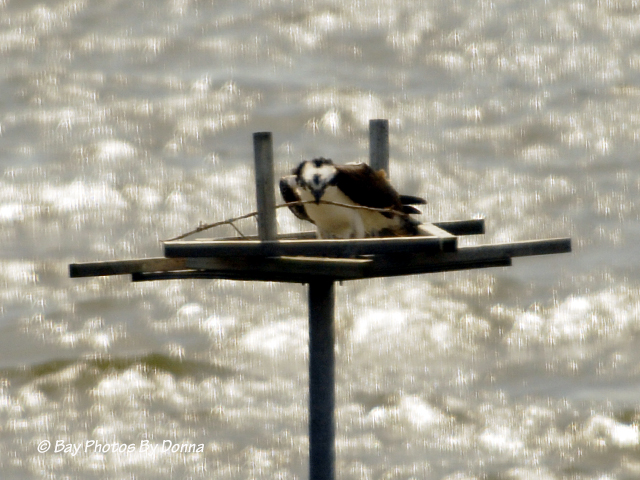 Osprey laying a stick on the platform - April 7, 2013