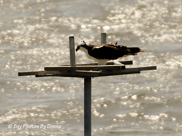 Osprey looking over side at stick that fell