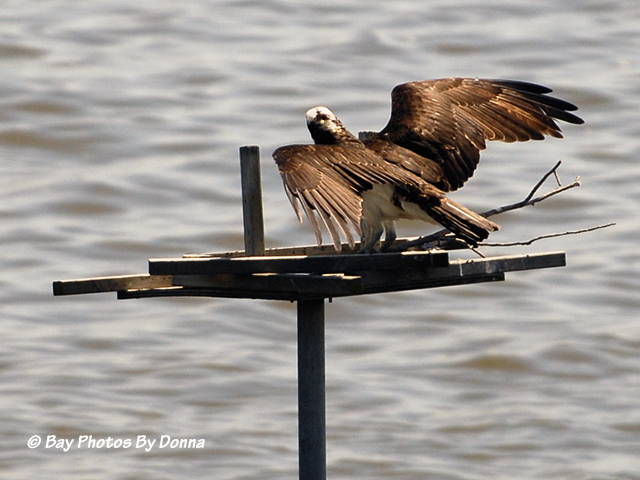 Osprey arriving with stick on the platform - May 8, 2013