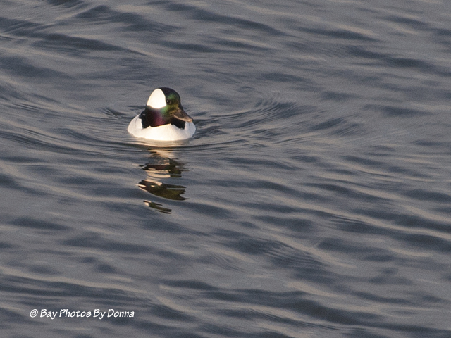 Male Bufflehead