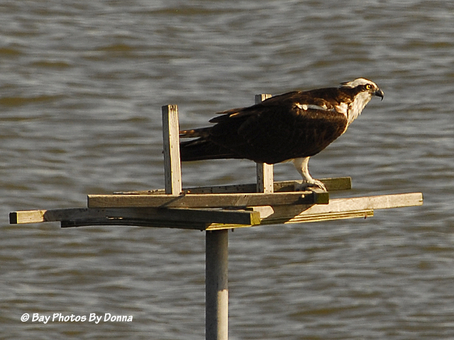 Our platform is empty of nesting materials.