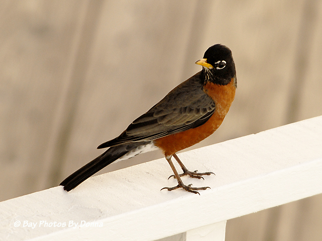 American Robin