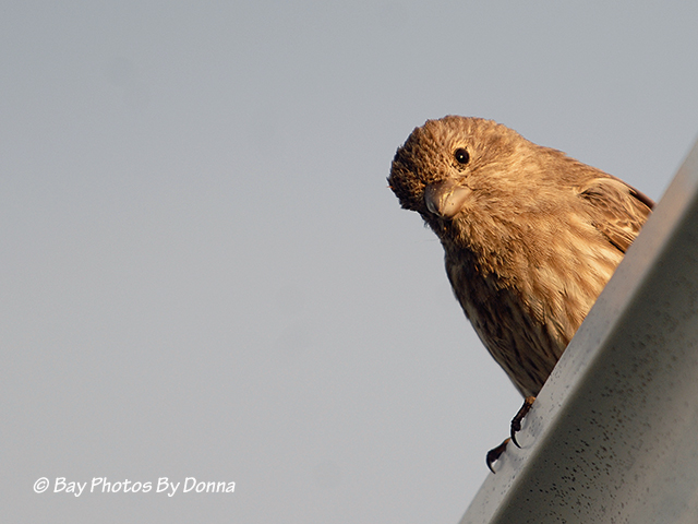 Female House Finch