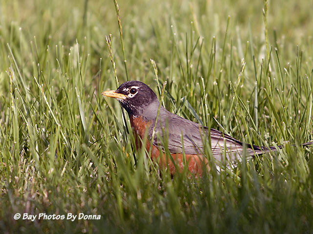 American Robin