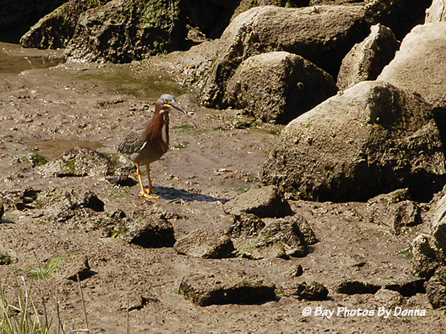 Green Heron