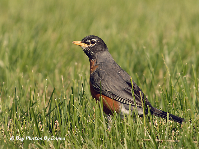 American Robin