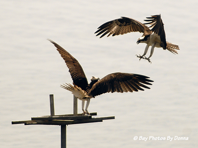 Osprey fighting over platform