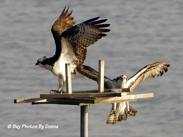 Osprey Mates