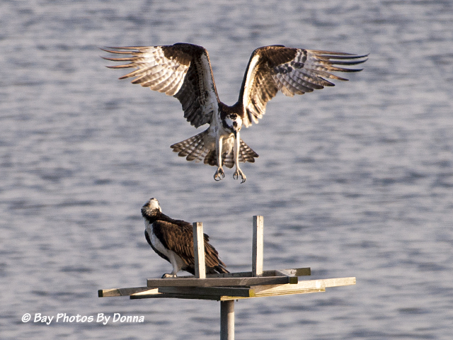 Osprey Mates