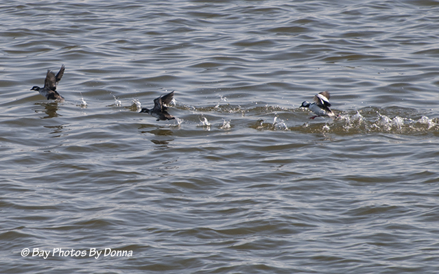 Buffleheads