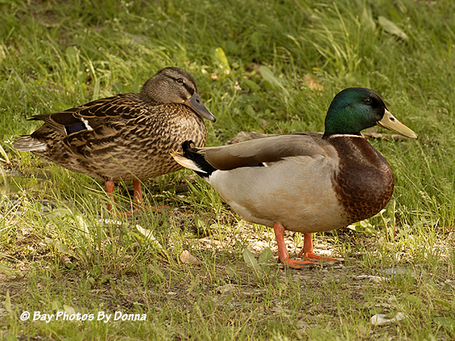 Mallard Ducks