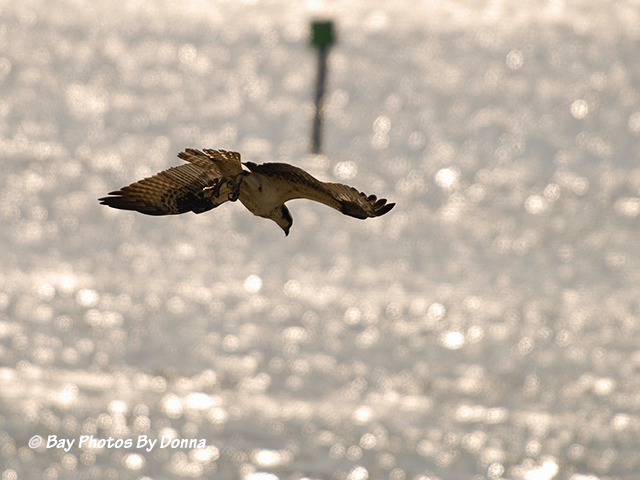 Osprey in dive-mode.