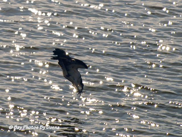 Well into his dive, ready to strike.