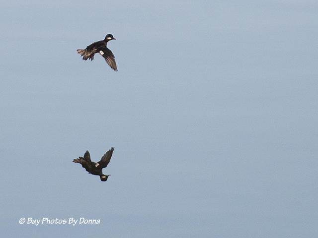 Female Bufflehead reflection