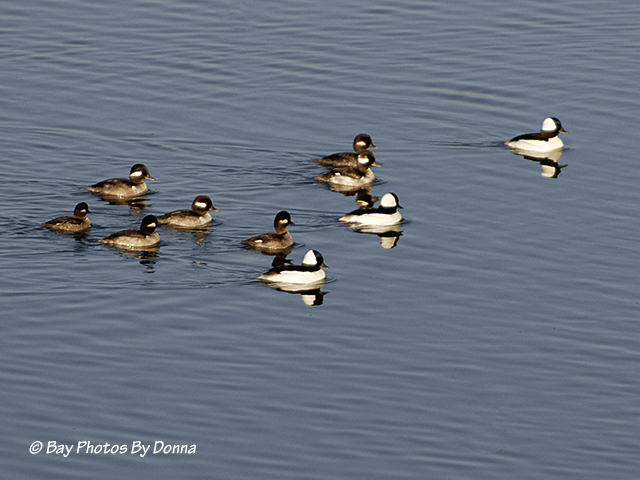 Male & Female Buffleheads
