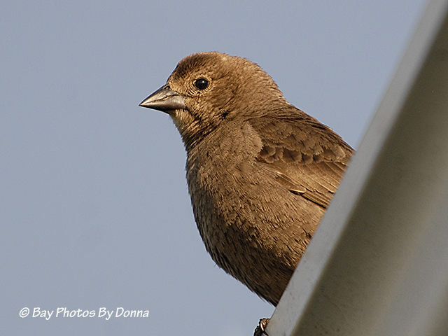 Brown-headed Cowbird or a Finch?